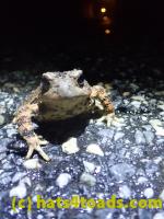 /home//u458753944/public_html/sourcegallery////Roxborough Toad Detour/2022/2022-03-17/P3170868.JPG